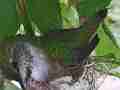 Hummingbird in Nest With Eggs fly-in with spider web and nest building Cat.#V14137, 1920x1080 H.264 AVCHD (.MTS), 65 sec. at 30fps 