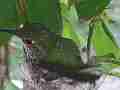 Hummingbird in Nest With Eggs building nest Cat.#V14139, 1920x1080 H.264 AVCHD (.MTS), 22 sec. at 30fps 