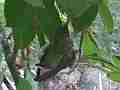 Hummingbird in Nest With Eggs fly-in and building nest Cat.#V14142, 1920x1080 H.264 AVCHD (.MTS), 36 sec. at 30fps 