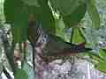 Hummingbird in Nest With Eggs building nest Cat.#V14144, 1920x1080 H.264 AVCHD (.MTS), 24 sec. at 30fps 