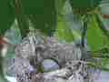 Hummingbird in Nest With Eggs fly-in Cat.#V14147, 1920x1080 H.264 AVCHD (.MTS), 50 sec. at 30fps 