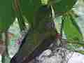 Hummingbird in Nest With Eggs building nest Cat.#V14155, 1920x1080 H.264 AVCHD (.MTS), 19 sec. at 30fps 