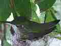 Hummingbird in Nest With Eggs Cat.#V14159, 1920x1080 H.264 AVCHD (.MTS), 21 sec. at 30fps 