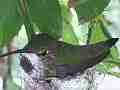 Hummingbird in Nest With Eggs Cat.#V14162, 1920x1080 H.264 AVCHD (.MTS), 14 sec. at 30fps 