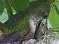 Hummingbird in Nest With Eggs building nest Cat.#V14168, 1920x1080 H.264 AVCHD (.MTS), 22 sec. at 30fps 