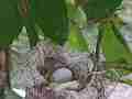Hummingbird Nest With Eggs Cat.#V14175, 1920x1080 H.264 AVCHD (.MTS), 2 sec. at 30fps 