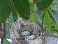 Hummingbird Nest With Eggs Cat.#V14178, 1920x1080 H.264 AVCHD (.MTS), 5 sec. at 30fps 