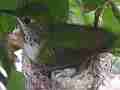 Allen's Hummignbird eggs in nest hen fly-in adjusting Cat.#V14264, 1920x1080 H.264 AVCHD (.MTS), 47 sec. at 30fps 