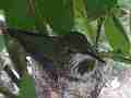 Allen's Hummignbird hen on nest Cat.#V14266, 1920x1080 H.264 AVCHD (.MTS), 26 sec. at 30fps 