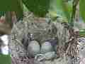 Allen's Hummignbird good eggs in nest close-up Cat.#V14280, 1920x1080 H.264 AVCHD (.MTS), 8 sec. at 30fps 
