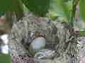 Allen's Hummignbird blurry eggs in nest with bird noises in bg Cat.#V14283, 1920x1080 H.264 AVCHD (.MTS), 13 sec. at 30fps 