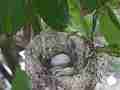 Allen's Hummignbird blurry eggs good hen fly-in adjusting Cat.#V14288, 1920x1080 H.264 AVCHD (.MTS), 27 sec. at 30fps 