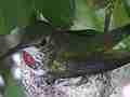 Allen's Hummignbird blurry eggs good hen fly-in and close-ip Cat.#V14292, 1920x1080 H.264 AVCHD (.MTS), 19 sec. at 30fps 