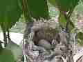 Allen's Hummingbird egg with barely visible chick in nest Cat.#V14304, 1920x1080 H.264 AVCHD (.MTS), 15 sec. at 30fps 