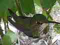 Allen's Hummingbird hen on nest Cat.#V14310, 1920x1080 H.264 AVCHD (.MTS), 30 sec. at 30fps 