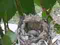 Allen's Hummingbird egg in nest chick barely visible Cat.#V14314, 1920x1080 H.264 AVCHD (.MTS), 29 sec. at 30fps 
