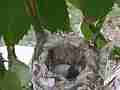 Allen's Hummignbird egg with chick looking around Cat.#V14315, 1920x1080 H.264 AVCHD (.MTS), 25 sec. at 30fps 