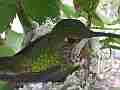 Allen's Hummignbird hen on nest slightly blurry Cat.#V14320, 1920x1080 H.264 AVCHD (.MTS), 24 sec. at 30fps 