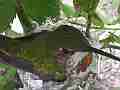 Allen's Hummignbird hen on nest slightly blurry Cat.#V14321, 1920x1080 H.264 AVCHD (.MTS), 22 sec. at 30fps 