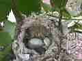 Allen's Hummignbird chick moving with egg and eggshells Cat.#V14323, 1920x1080 H.264 AVCHD (.MTS), 21 sec. at 30fps 