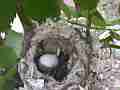 Allen's Hummignbird extreme zoom chick and egg in nest Cat.#V14328, 1920x1080 H.264 AVCHD (.MTS), 10 sec. at 30fps 