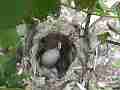 Allen's Hummignbird extreme zoom chick and egg with shells hen fly-in Cat.#V14329, 1920x1080 H.264 AVCHD (.MTS), 13 sec. at 30fps 