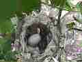 Allen's Hummignbird extreme zoom chick and egg with shells hen fly-in-off Cat.#V14332, 1920x1080 H.264 AVCHD (.MTS), 16 sec. at 30fps 
