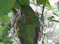 Allen's Hummignbird hen on nest adjusting extreme zoom fly-off Cat.#V14337, 1920x1080 H.264 AVCHD (.MTS), 21 sec. at 30fps 