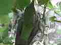 Allen's Hummignbird hen on nest adjusting extreme zoom Cat.#V14338, 1920x1080 H.264 AVCHD (.MTS), 13 sec. at 30fps 