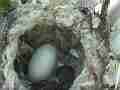 Allen's Hummignbird extreme zoom Chick in nest with egg Cat.#V14340, 1920x1080 H.264 AVCHD (.MTS), 26 sec. at 30fps 