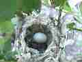 Allen's Hummignbird Chick with egg slightly blurry Cat.#V14343, 1920x1080 H.264 AVCHD (.MTS), 27 sec. at 30fps 