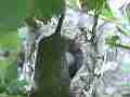 Allen's Hummignbird Chick with egg good zoom hen fly-in try to feed Cat.#V14344, 1920x1080 H.264 AVCHD (.MTS), 20 sec. at 30fps 