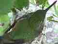 Allen's Hummignbird hen on nest adjusting great zoom Cat.#V14345, 1920x1080 H.264 AVCHD (.MTS), 11 sec. at 30fps 