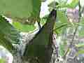 Allen's Hummignbird hen fly-off Chick with cracked egg good zoom Cat.#V14352, 1920x1080 H.264 AVCHD (.MTS), 8 sec. at 30fps 