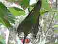 Allen's Hummignbird hen on nest slightly blurry Cat.#V14354, 1920x1080 H.264 AVCHD (.MTS), 24 sec. at 30fps 