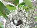 Allen's Hummignbird Chick with egg great zoom Cat.#V14355, 1920x1080 H.264 AVCHD (.MTS), 12 sec. at 30fps 