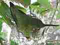Allen's Hummignbird hen in nest great focus Cat.#V14363, 1920x1080 H.264 AVCHD (.MTS), 17 sec. at 30fps 