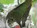 Allen's Hummignbird hen in nset tight zoom windy Cat.#V14365, 1920x1080 H.264 AVCHD (.MTS), 23 sec. at 30fps 