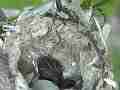 Allen's Hummignbird Chick with cracked egg great zoom Cat.#V14373, 1920x1080 H.264 AVCHD (.MTS), 30 sec. at 30fps 