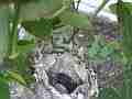 Allen's Hummignbird Chick with egg hen fly-in slightly blurry Cat.#V14375, 1920x1080 H.264 AVCHD (.MTS), 25 sec. at 30fps 
