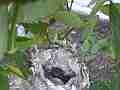 Allen's Hummignbird Chick with cracked egg good view Cat.#V14377, 1920x1080 H.264 AVCHD (.MTS), 7 sec. at 30fps 