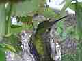 Allen's Hummignbird Chick with egg hen fly-in slightly blurry Cat.#V14380, 1920x1080 H.264 AVCHD (.MTS), 19 sec. at 30fps 