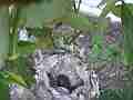 Allen's Hummignbird Chick with cracked other egg Cat.#V14382, 1920x1080 H.264 AVCHD (.MTS), 11 sec. at 30fps 