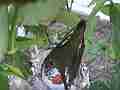 Allen's Hummignbird Chick with egg hen fly-in chirping Cat.#V14383, 1920x1080 H.264 AVCHD (.MTS), 10 sec. at 30fps 