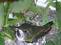 Allen's Hummignbird hen on nest good view Cat.#V14384, 1920x1080 H.264 AVCHD (.MTS), 13 sec. at 30fps 