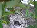 Allen's Hummignbird hen fly-off Chick in nest with other egg Cat.#V14385, 1920x1080 H.264 AVCHD (.MTS), 26 sec. at 30fps 