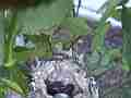 Allen's Hummignbird Chick in nest with egg good view Cat.#V14389, 1920x1080 H.264 AVCHD (.MTS), 20 sec. at 30fps 