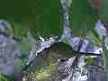 Allen's Hummignbird hen on nest Cat.#V14393, 1920x1080 H.264 AVCHD (.MTS), 18 sec. at 30fps 