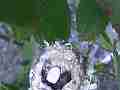 Allen's Hummignbird Chick moving in nest with cracked egg Cat.#V14395, 1920x1080 H.264 AVCHD (.MTS), 26 sec. at 30fps 