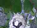 Allen's Hummignbird Chick moving with cracked egg Cat.#V14397, 1920x1080 H.264 AVCHD (.MTS), 16 sec. at 30fps 